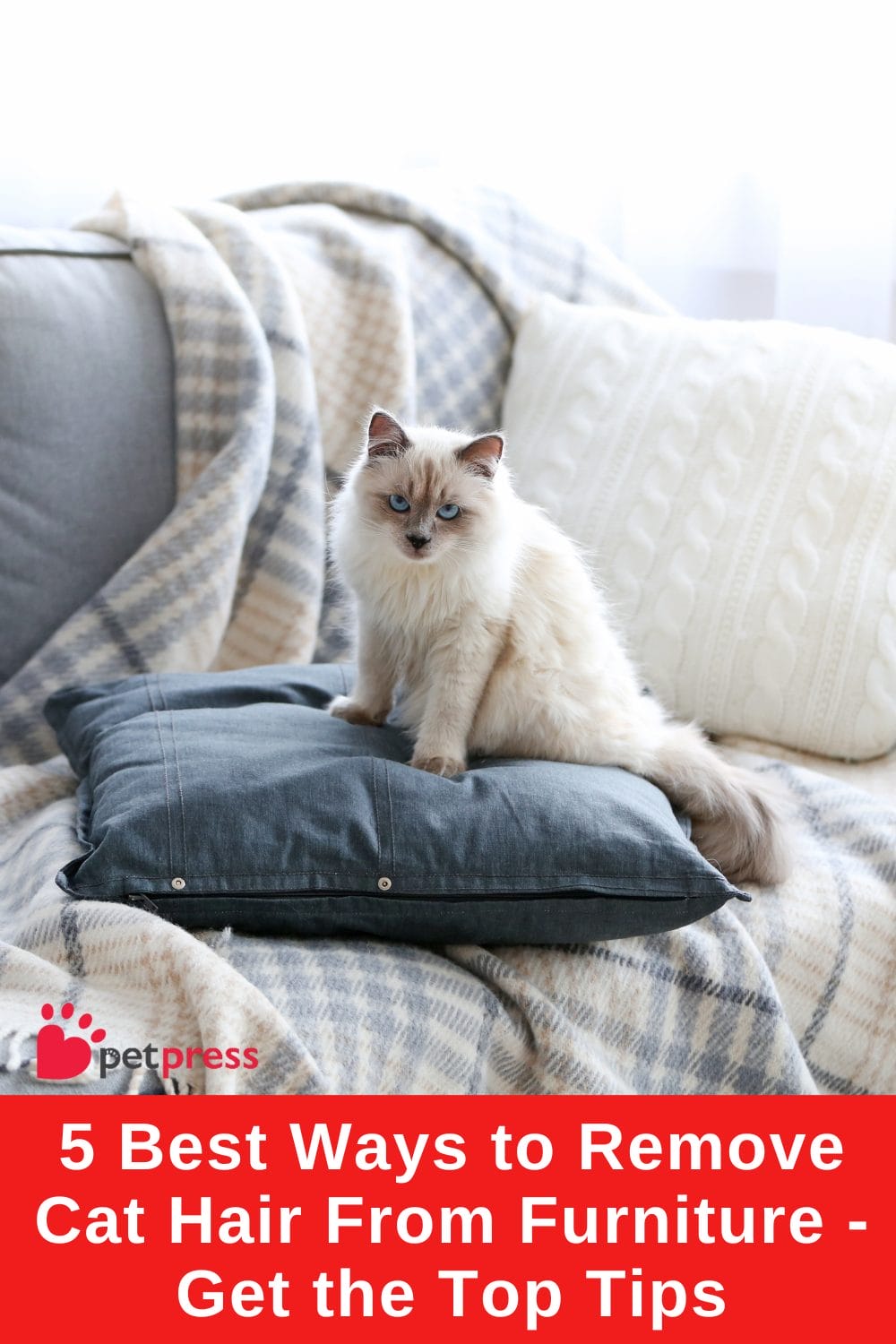5 Best Ways to Remove Cat Hair From Furniture Get the Top Tips PetPress