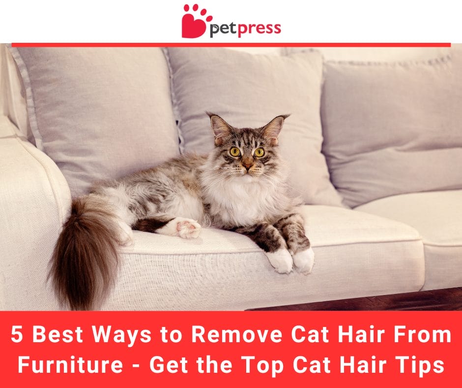 5 Best Ways to Remove Cat Hair From Furniture Get the Top Tips PetPress