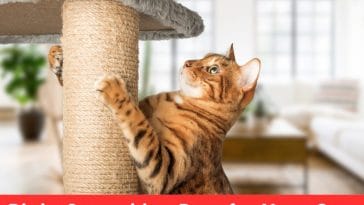 Right Scratching Post for Your Cat