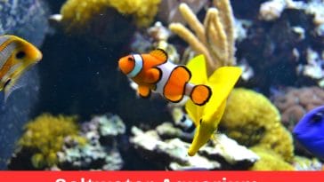 Saltwater Aquarium - Fish