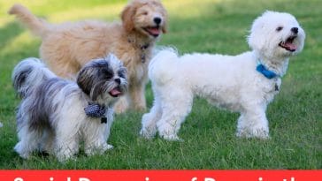 Social Dynamics of Dogs in the Park