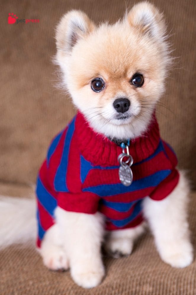 Sweaters 10 Must-Have Fashions and Accessories for Stylish Dogs 4