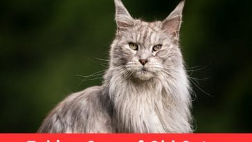 Taking Care of Old Cats 5 Must-Know Tips