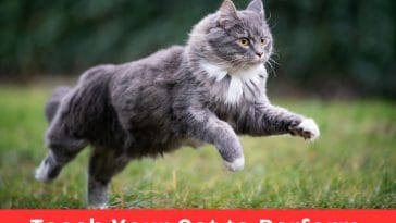 Teach Your Cat to Perform Simple Tricks Easy Guide