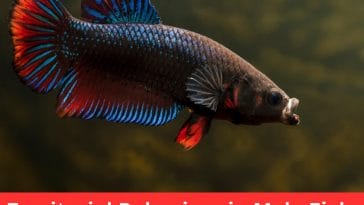 Territorial Behaviors in Male Fish
