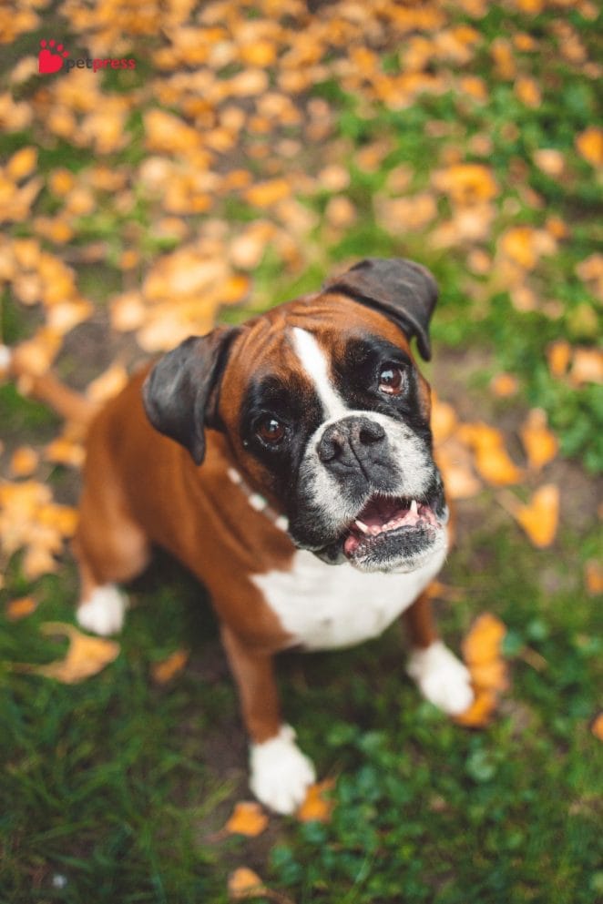 Boston Terrier  Best Dog Breeds for Full-Time Workers