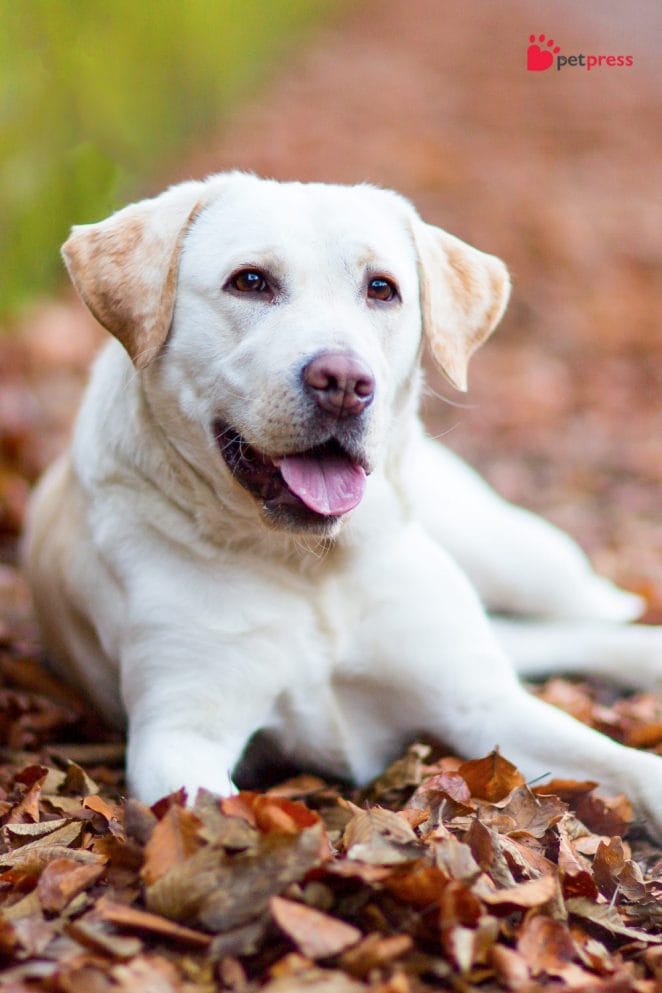 Top 10 Best Dog Breeds for Full-Time and Busy Workers Labrador Retriever