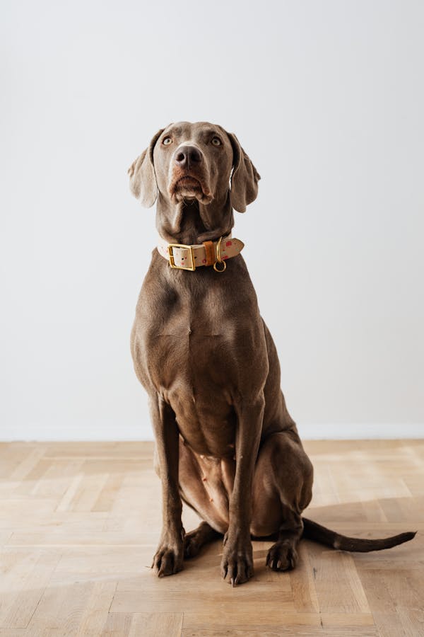 Weimaraner