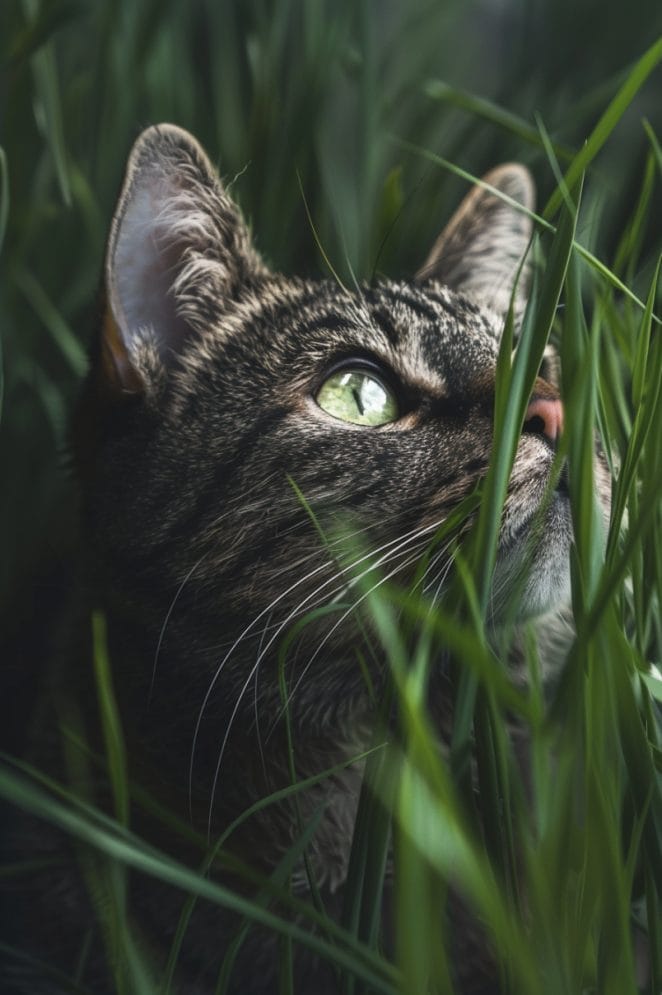 cat-grass-benefits-for-cats