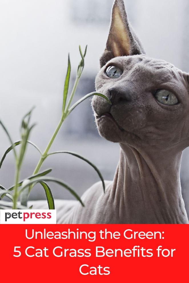 Unleashing the Green 5 Cat Grass Benefits for Cats