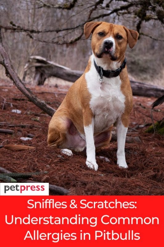 Sniffles & Scratches: Understanding Common Allergies in Pitbulls