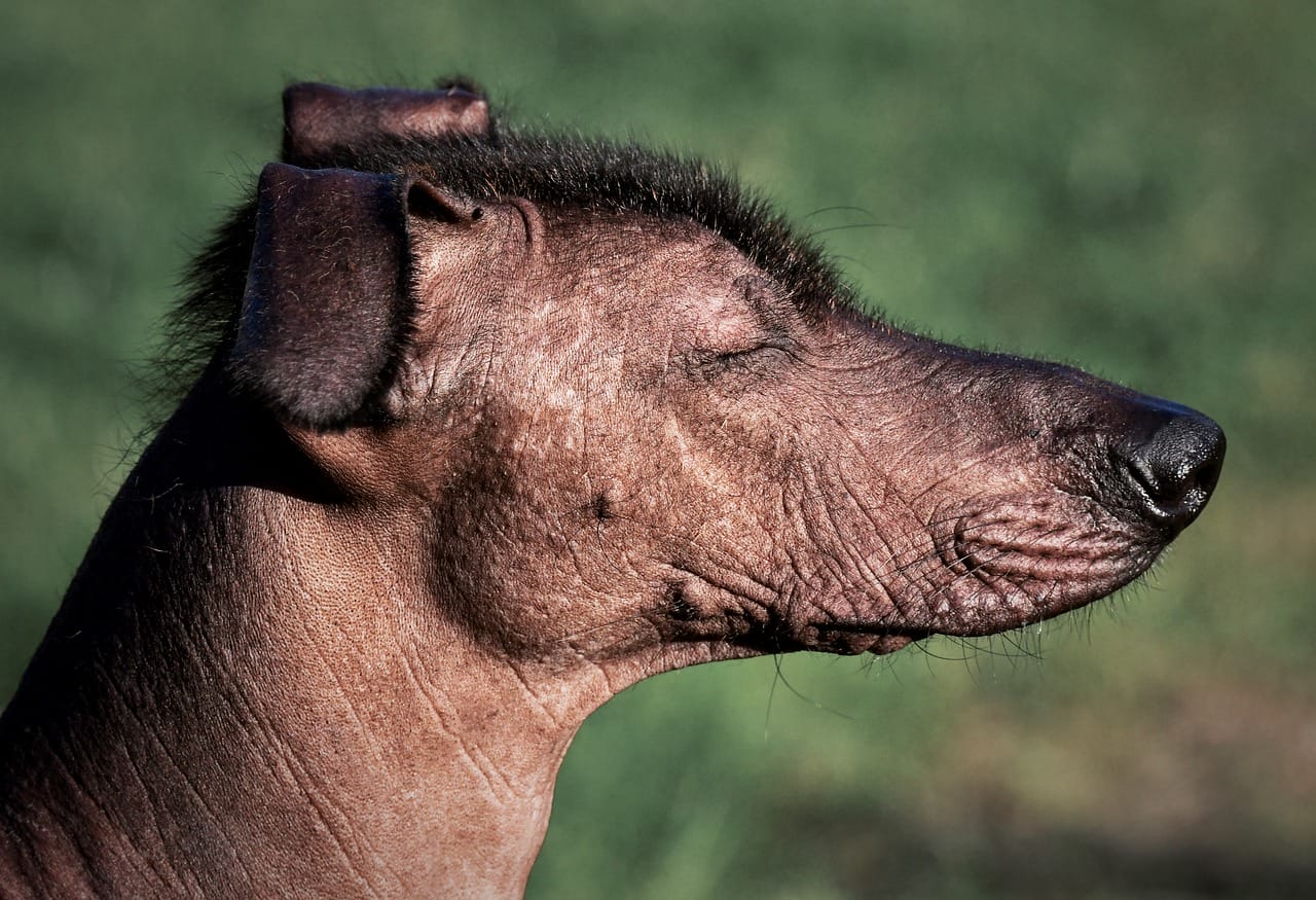 Peruvian Hairless Dog Day