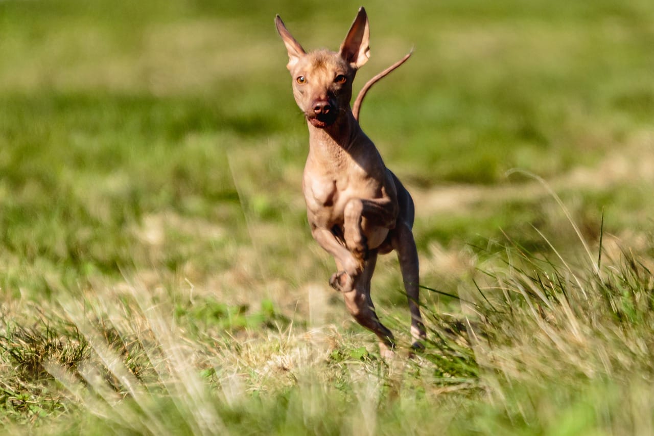 Peruvian Hairless Dog Day