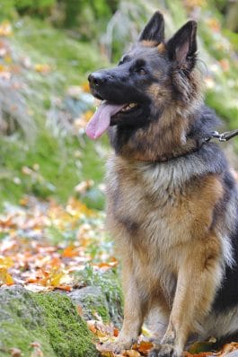 Belgian Malinois vs German Shepherd: A Comparison - PetPress