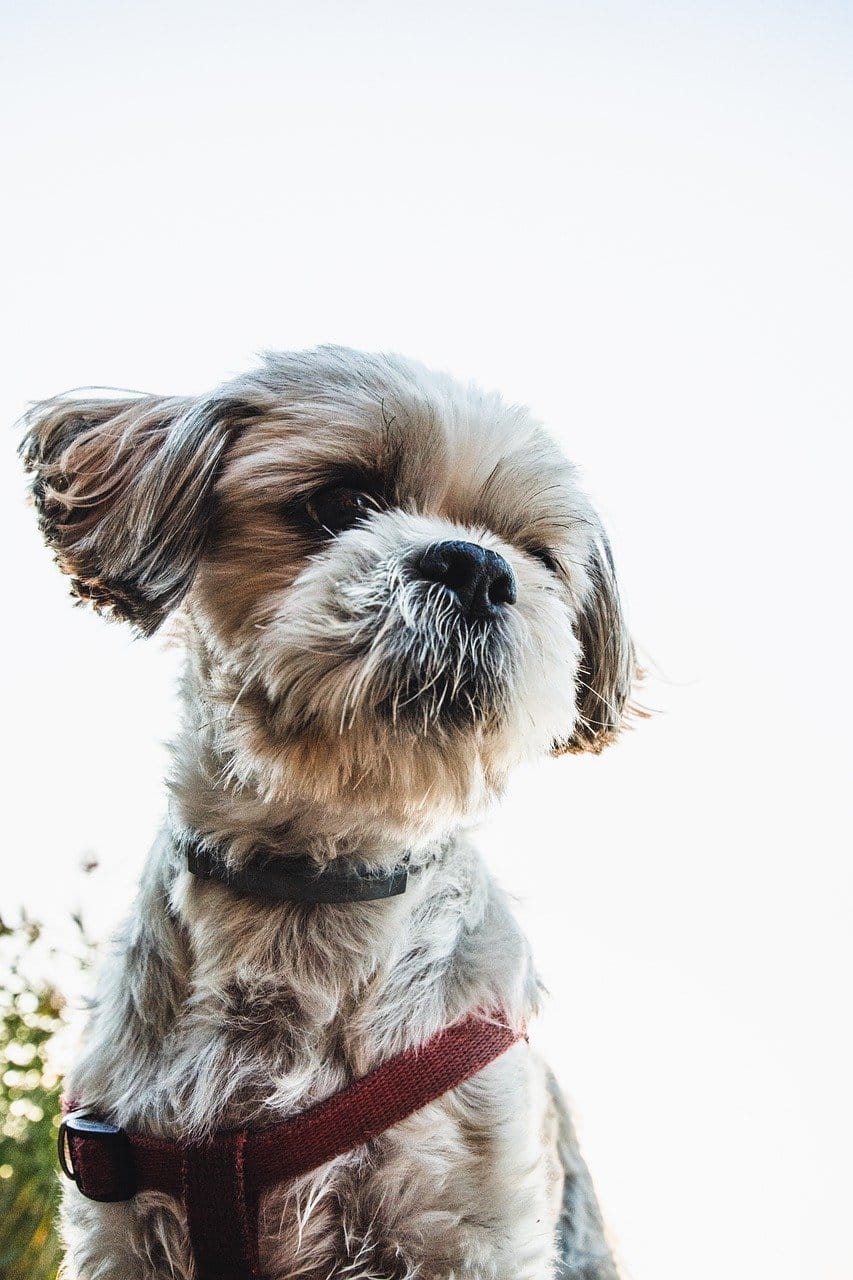 Yorkshire Terrier vs Shih Tzu A Comprehensive Comparison PetPress