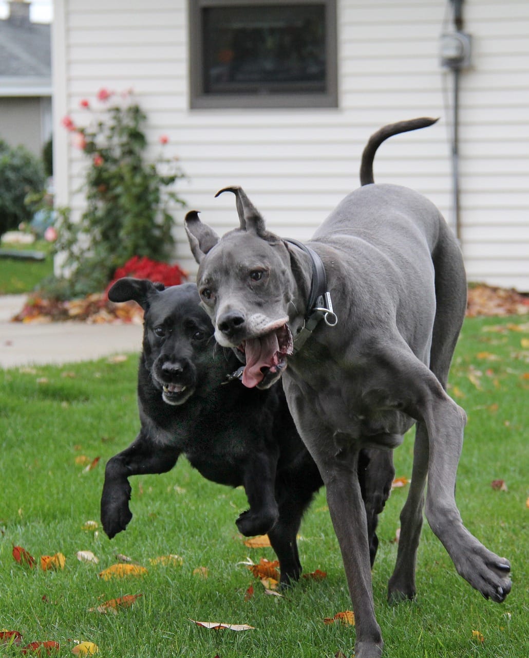 Great Dane vs Irish Wolfhound