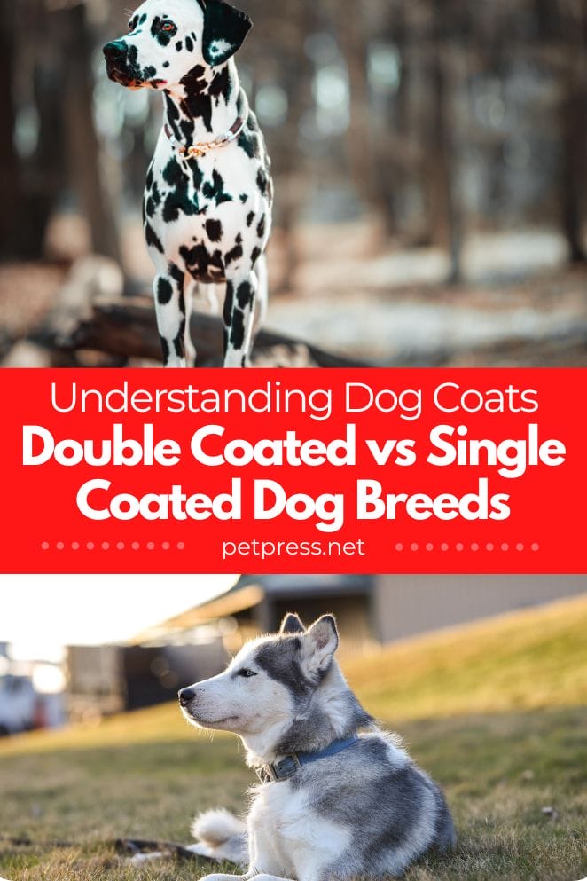 double coated vs single coated dog breeds