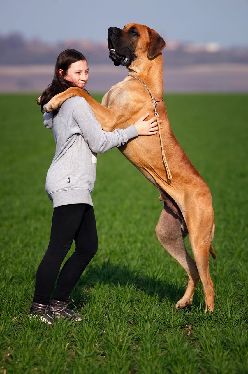 Great Dane vs Irish Wolfhound
