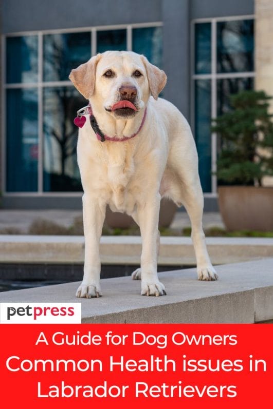 A Guide for Dog Owners Health issues in Labrador Retrievers