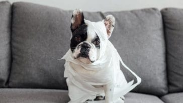 health-issues-in-french-bulldogs