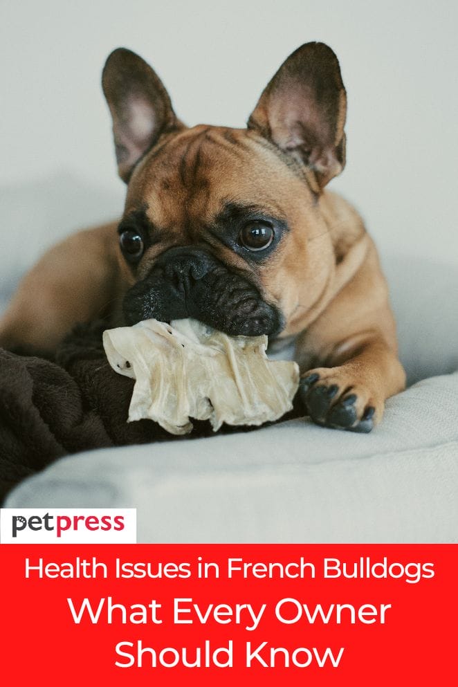 health issues in french bulldogs