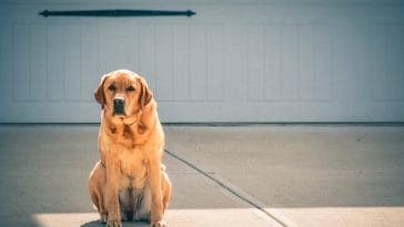 health-issues-in-labrador-retrievers