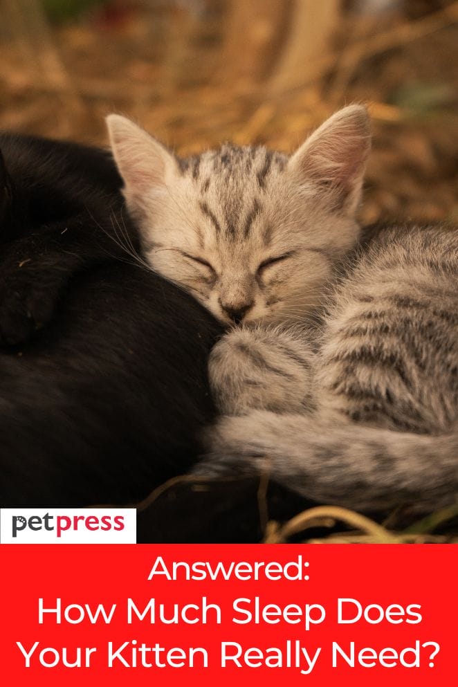 Answered How Much Sleep Does Your Kitten Really Need?