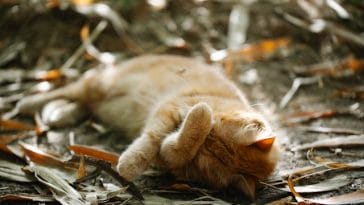 kitten-sleep