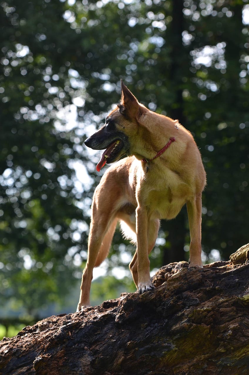 Belgian Malinois vs German Shepherd