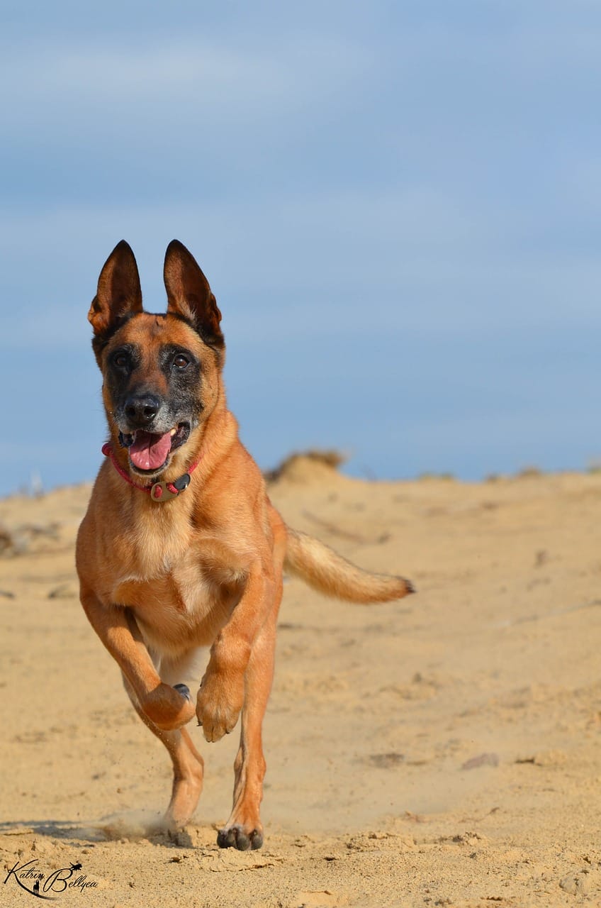 Belgian Malinois vs German Shepherd