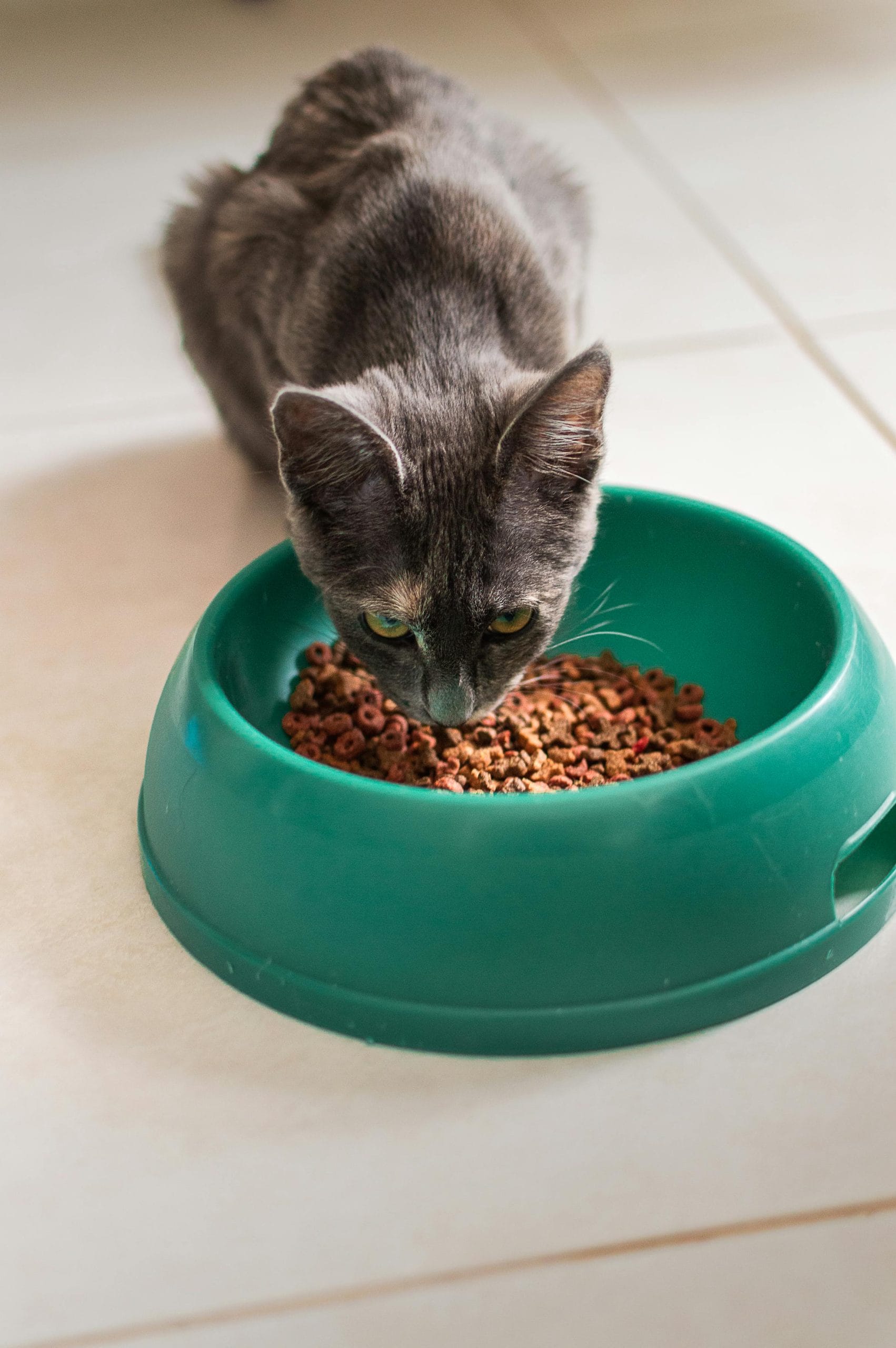 Healthy Snacks for Cats Nutritious for Your Feline Friend PetPress