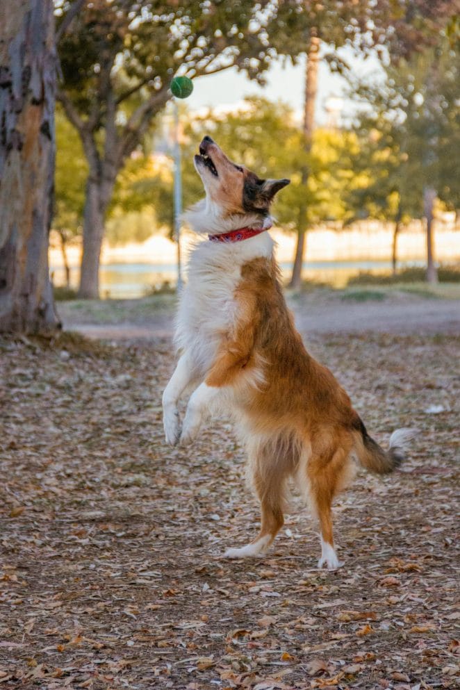 Fun Training Ideas for Dogs