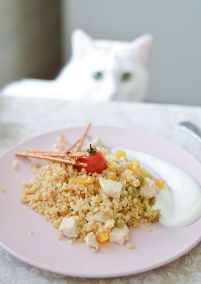 Healthy Snacks for Cats