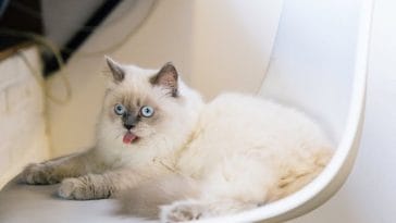 ragdoll-cat