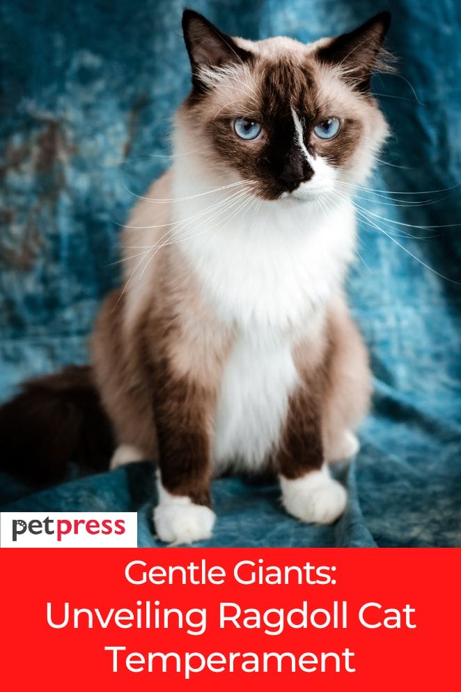 ragdoll cat temperament