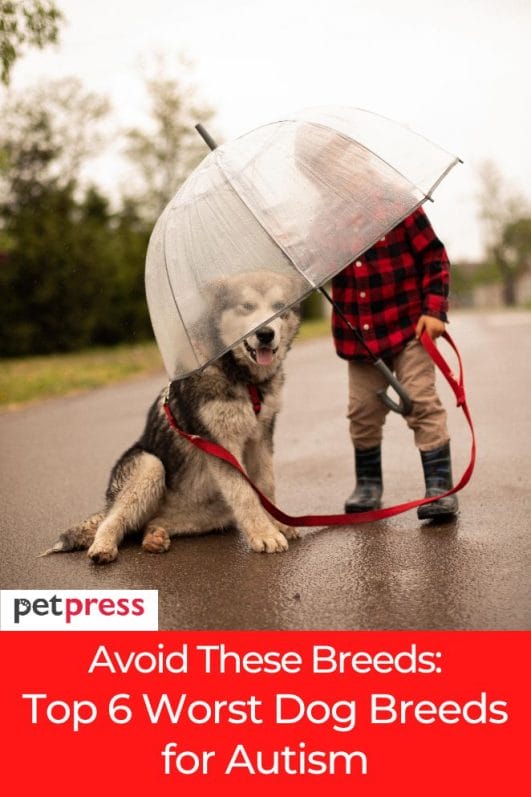 Avoid These Breeds: Top 6 Worst Dog Breeds for Autism