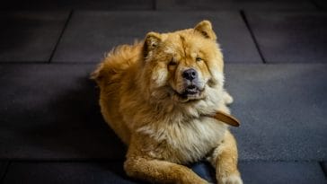 worst-dog-breeds-for-cats