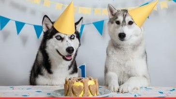 10 Fun Ideas for Celebrating Your Pet's Birthday