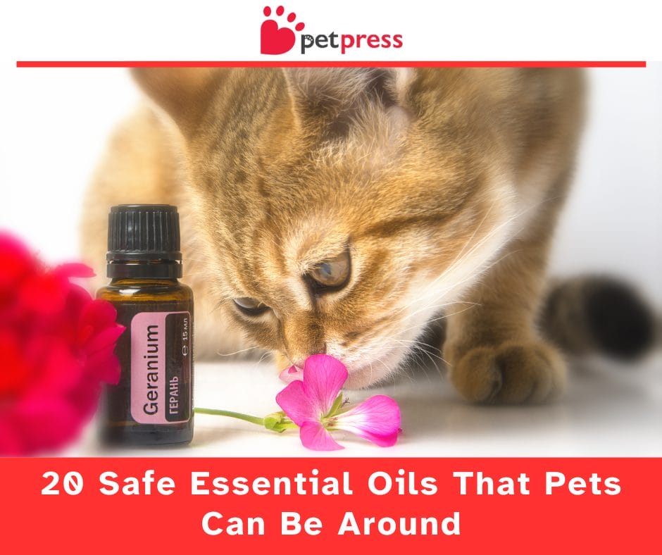 20 Safe Essential Oils That Pets Can Be Around - PetPress