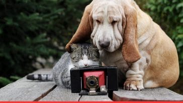 10 Fun and Easy Ways to Introduce Pets to Smart Home Devices