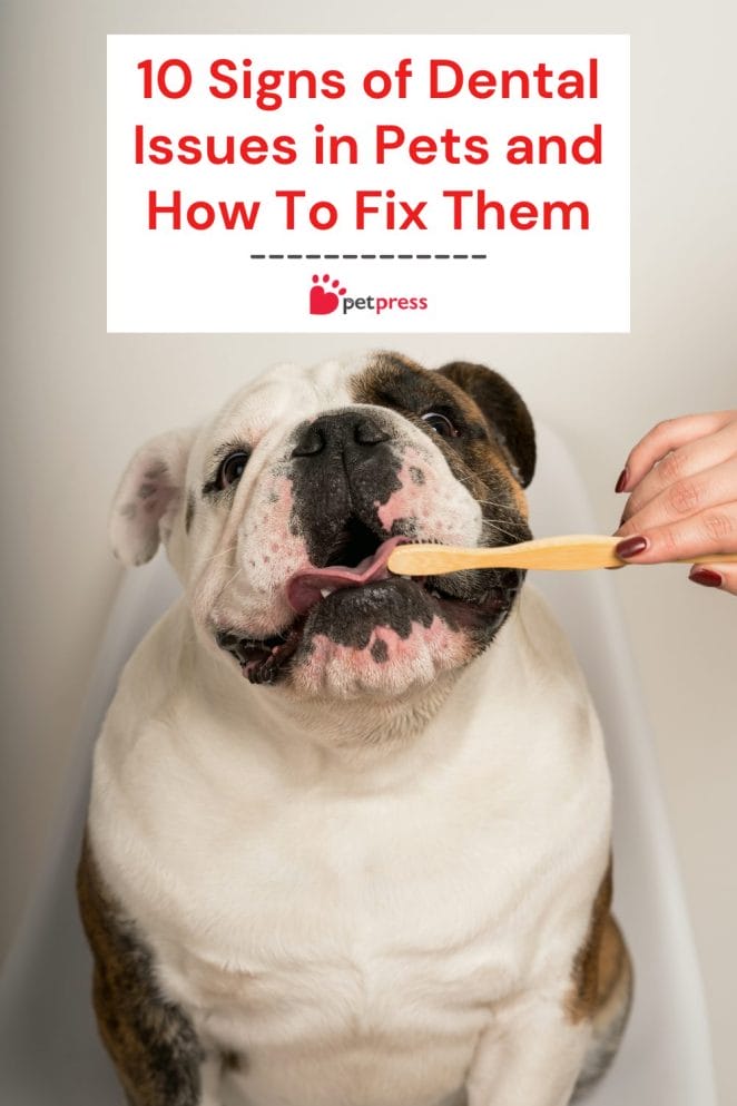 10 Signs of Dental Issues in Pets and How To Fix Them