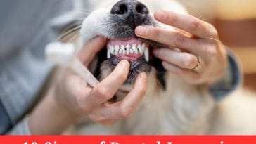 10 Signs of Dental Issues in Pets and How To Fix Them