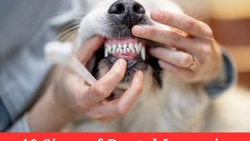 10 Signs of Dental Issues in Pets and How To Fix Them