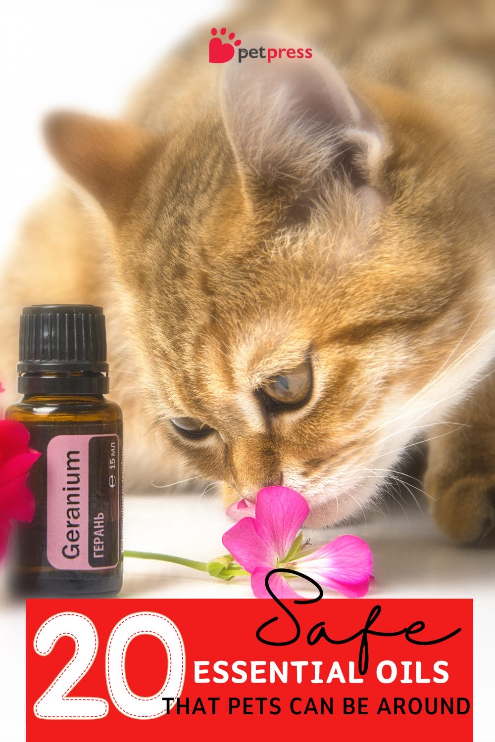 20 Safe Essential Oils That Pets Can Be Around PetPress