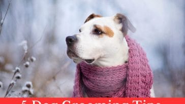 5 Dog Grooming Tips for Winter Coat Care