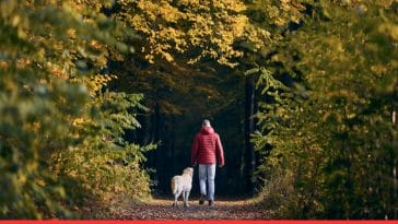 A Guide to Training Your Pet to Interact Safely With Wildlife