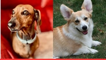 Dachshund vs Pembroke Welsh Corgi