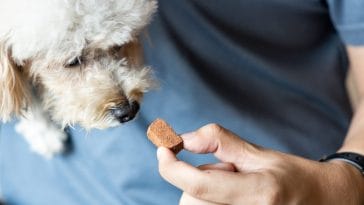 Dog Heartworms Signs