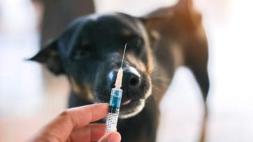 Canine Influenza Vaccine