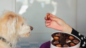 What to Do If Your Dog Eats Chocolate
